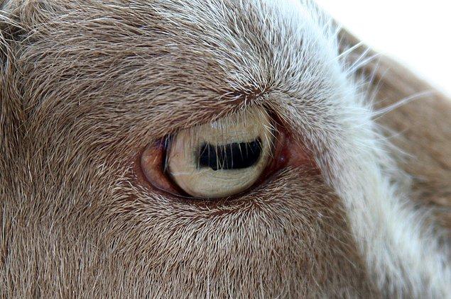 7. Keçilerin gözbebekleri dikdörtgen şekilde ve yataydır.