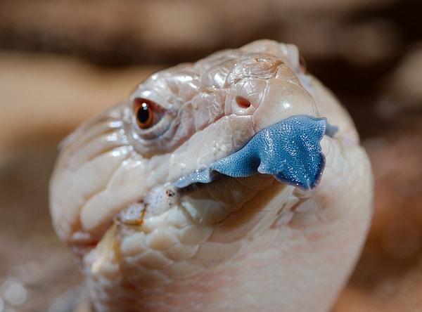 17. Bu yılanın dilinde bir problem yok. Kendisi bir 'mavi dilli skink'.