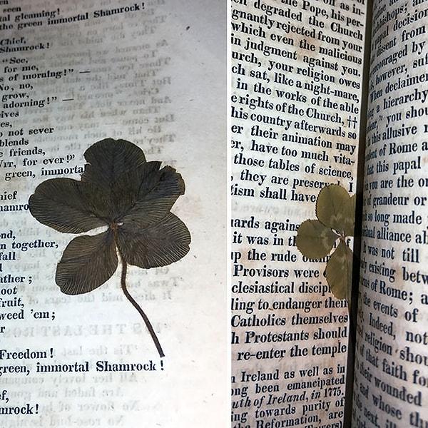 6. Neredeyse 200 yıllık bu kitapta bulunan 4 ve 5 yapraklı yoncalar