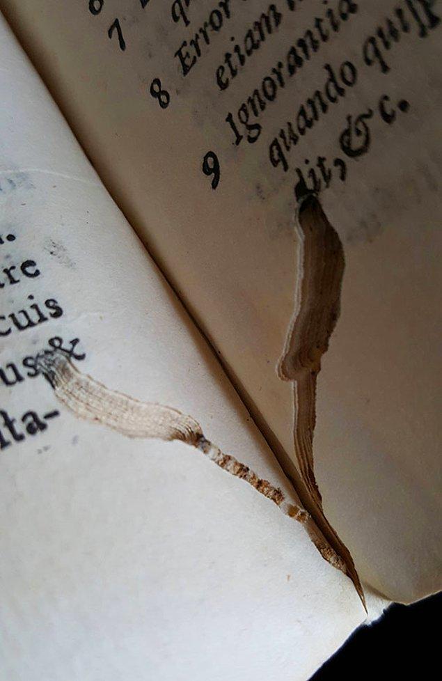 12. 16. yüzyıldan kalma bir kitabın içindeki ölü kitap kurdu