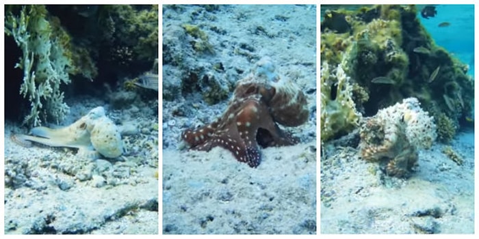 Avlanırken Sürekli Renk ve Şekil Değiştirerek Kendine Hayran Bırakan Kamuflaj Ustası Ahtapot