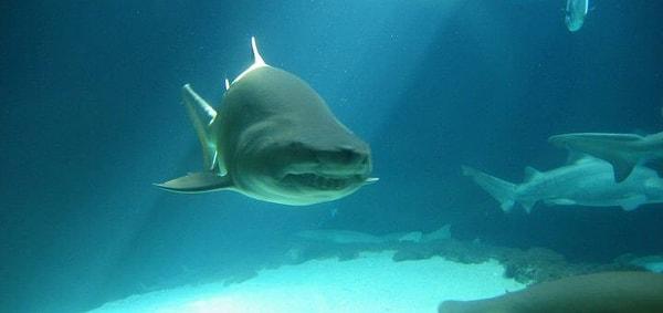 18. Danimarka sularında yaşayan köpek balıkları bulunmaktadır. Şimdilik 14 türden köpek balığı belgelenmiştir ancak 17'ye kadar çıktığı tahmin ediliyor.
