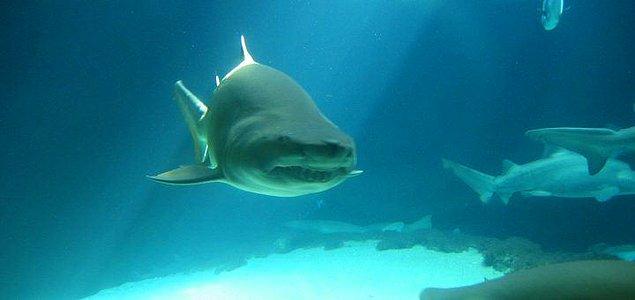 18. Danimarka sularında yaşayan köpek balıkları bulunmaktadır. Şimdilik 14 türden köpek balığı belgelenmiştir ancak 17'ye kadar çıktığı tahmin ediliyor.