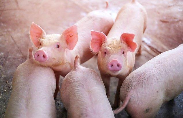 22. Danimarka'da 5.6 milyon insan bulunmaktadır ve yılda 29 milyon domuz üretilmektedir.