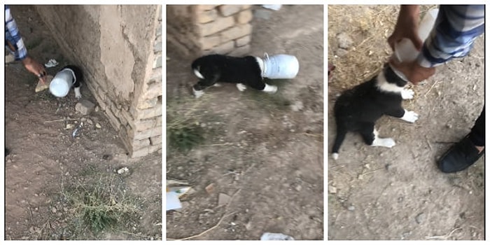 Doğaya Çöp Atarken İki Defa Düşünün! Kafasını Şişeye Sıkıştıran Minik Köpeğin Kurtarılma Anları