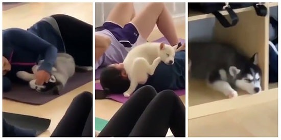 Yavru Köpekler Uyanmasın Diye Yogaya Kısa Bir Ara Veren İnsanlar