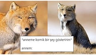 Aile Üyelerini Mizahlarına Alet Eden Goygoyculardan Haftanın En Eğlenceli 15 Paylaşımı