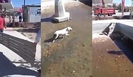 Elazığ’da Nefesleri Kesen Köpek Kurtarma Operasyonu