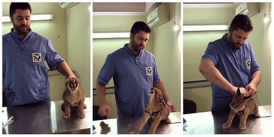 Aşı Olmamak İçin Dirense de Veterinerin Tatlı Tutumundan Sonra Razı Olan Vahşi Kedicik