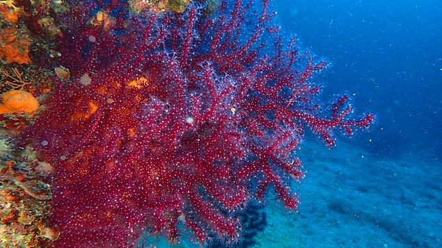 Belediye koruma çalışmalarına 'Edremit Körfezi Saklı Hazineleri Kırmızı Mercanlar Projesi' adını verdi.