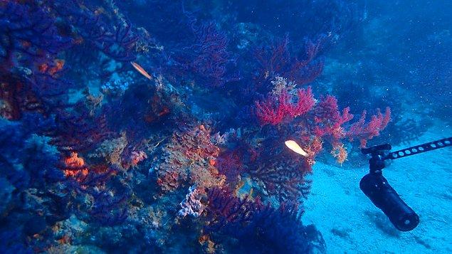 Bölgedeki tehlike altında bulunan tüm mercan türlerinin tespitinin ardından yüzen şamandıralar ile koruma sağlanacak.