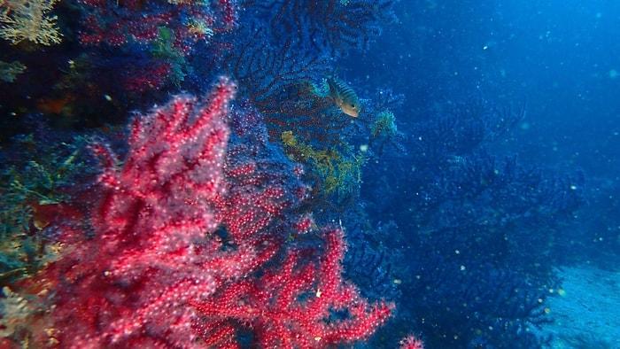 Saklı Hazineler Koruma Altına Alınıyor: Belediye ve Üniversite Edremit'teki Kırmızı Mercanlar İçin Seferber Oldu