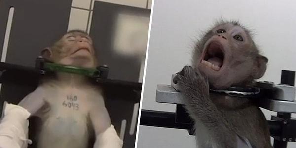Gizli kameraların yakaladığı görüntülerde savunmasız minik maymunların, çalışanlar boyunlarındaki metal aletleri onları kısıtlamak ve üzerlerinde çeşitli testler uygulamak için kullanırken çığlık attığı görülüyor.