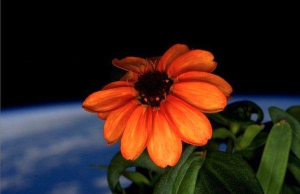 17. NASA tarafından Uluslararası Uzay İstasyonu'nda, yani uzayda yetiştirilmiş ilk bitki, Zinya Çiçeği.