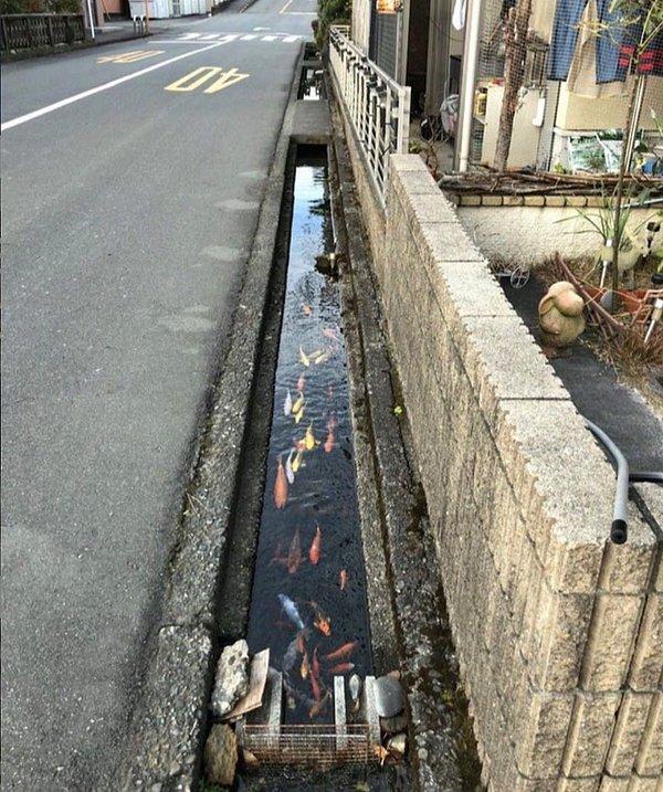 18. Japonya'da her nedense drenaj kanallarının temizliği meşhur.