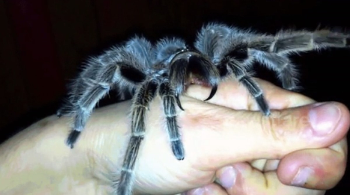 Бабочка тарантул. Бамбуковый тарантул. Мисс тарантула. Кто в маске тарантула. Белоколенный паук птицеед.