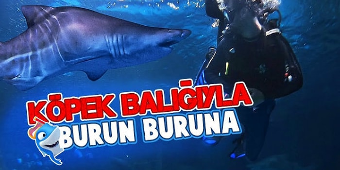 Köpek Balıklarıyla Burun Buruna Geldik!