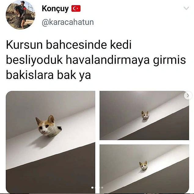 Kedi mantığı.