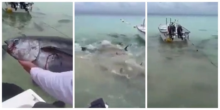 Denize Atılan Balığa Hunharca Saldıran ve Saniyeler İçinde Yok Eden Köpek Balıkları