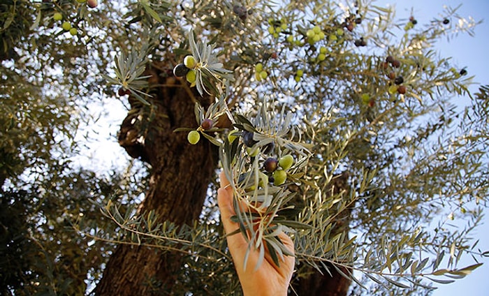 Yol Yapım Çalışması İçin Yerinden Sökülmüştü: 6 Asırlık Zeytin Ağacı Yeniden Meyve Verdi