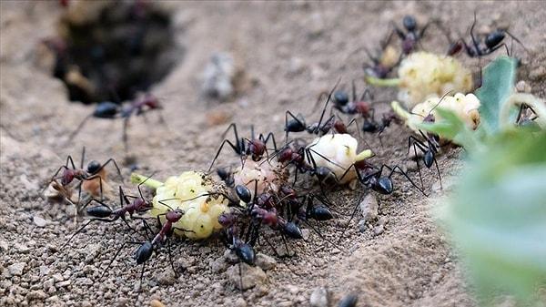 Türkiye'nin en yüksek noktası olan 5 bin 137 metre rakımlı Ağrı Dağı'nın eteklerinde yaşayan karıncaların kış hazırlığı başladı.