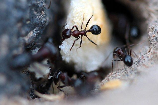 Yuvalarına onlarca metre mesafedeki alanlarda gezerek buldukları maddeleri sırtlayan işçi karıncaların hummalı çalışması, görülmeye değer görüntüler oluşturuyor.