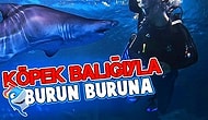Köpek Balıklarıyla Burun Buruna Geldik!