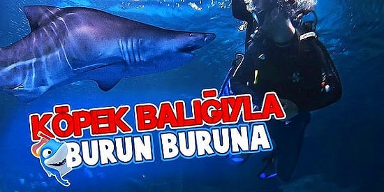 Köpek Balıklarıyla Burun Buruna Geldik!