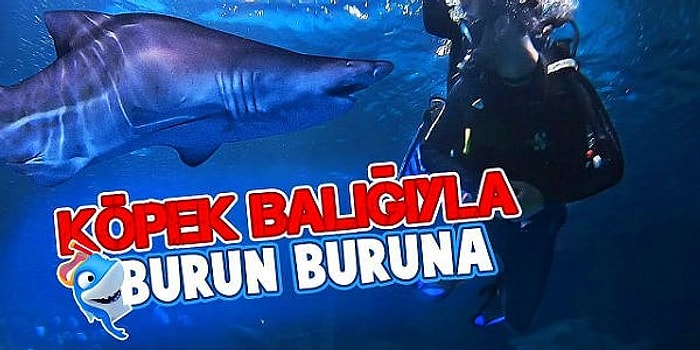 Köpek Balıklarıyla Burun Buruna Geldik!