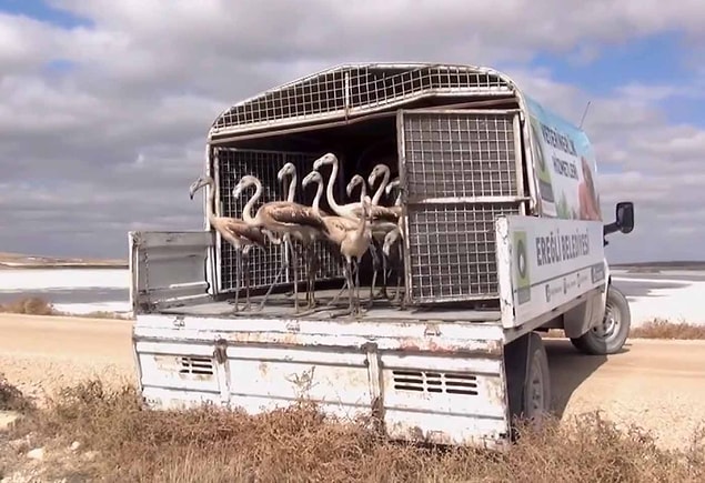 Ereğli'de yaşayan bir kişinin, yavru flamingo beslediği ve sattığı yönünde ihbar alan Doğa Koruma Milli Parklar 8'inci Bölge Konya Şube Müdürlü ekipleri, harekete geçti.
