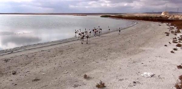 Ardından flamingolar Cihanbeyli ilçesindeki Bolluk Gölü sulak alanında doğaya bırakıldı