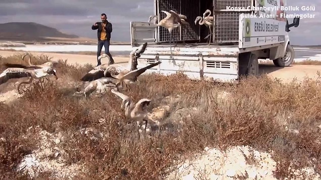 Polis ekipleriyle birlikte tespit edilen adreste yapılan aramada kapalı alanda tutulan 20 yavru flamingo bulundu.