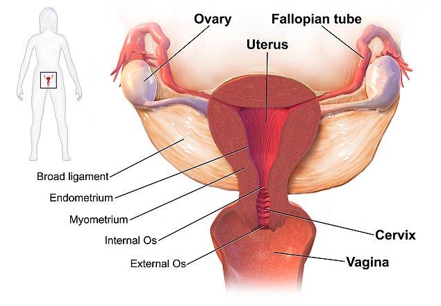 Peki, yukarıda iki saattir bahsini geçirdiğimiz vajina ile vulvanın arasındaki fark tam olarak nedir?