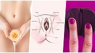 Kadın Anatomisinin Sürekli Birbiriyle Karıştırılan İkilisi Vajina ile Vulvanın Arasındaki Fark Nedir?