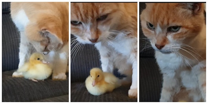 Minik Ördek Yavrusuyla Arkadaş Olan Kedicik