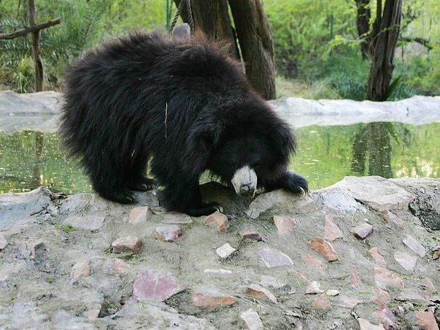 Söylenenlere göre, kaplanları öldüren ve tembel ayılarını genital organlarını yiyen, Hindistan'ın en çok aranan adamı 6 yıl sonra yakalandı.