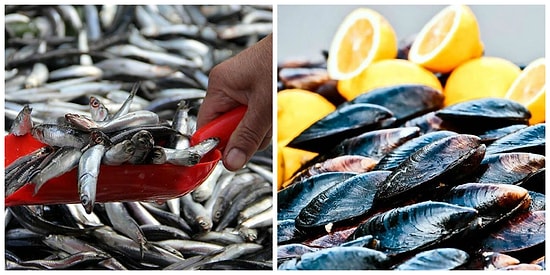 Hem Hayvanları Hem Kendimizi Zehirliyoruz: Türkiye'de İki Balıktan Birinde, Midyelerin Yüzde 91'inde Mikroplastik Bulundu