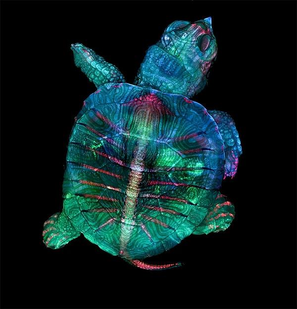 1. “Parlayan” Denizkaplumbağası embriyosu