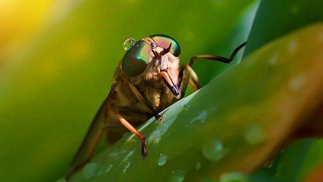 9. Oestridae denilen savaşan sinekler, larvalarını derinizin altında toplayan bir böcek türüdür.