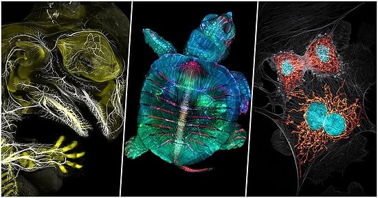 Nikon'un 2019 Mikro Fotoğraf Yarışmasında Jürinin Kalbini Kazanıp İlk 20'ye Giren Nefes Kesici Fotoğraflar