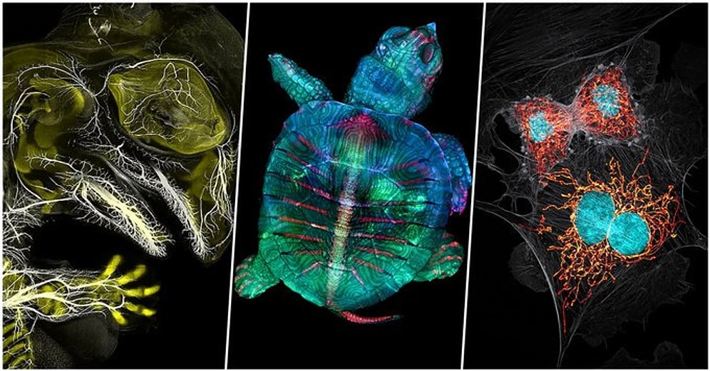 Nikon'un 2019 Mikro Fotoğraf Yarışmasında Jürinin Kalbini Kazanıp İlk 20'ye Giren Nefes Kesici Fotoğraflar