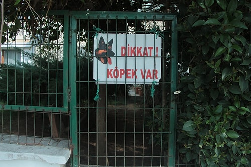 Beşiktaş'ta Bir Köpek Tabanca ile Vahşice Katledildi: 'Daha Önce de Zehirli Et Attılar'