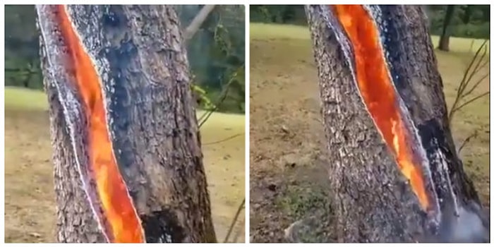 İçi Alev Alev: Üzerine Yıldırım Düşen Ağacın Sanat Eseri Gibi Görüntüsü