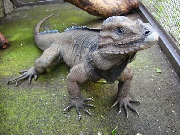 5. Nadir bulunan gergedan iguana: