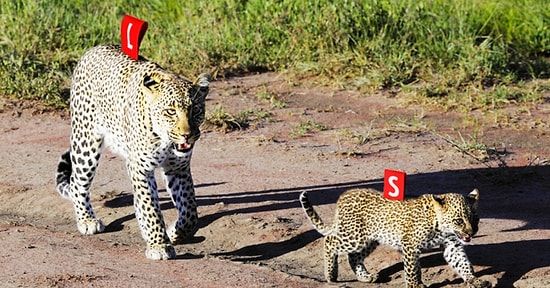 Doğanın İnsanlardan Ne Denli Bıktığını Gözler Önüne Seren 20 Acı Fotoğraf