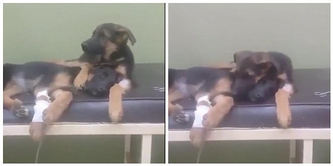 Ameliyat Olan Kardeşinin Yanından Ayrılmayan Minnoş Köpek