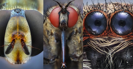 Doğadaki Canlıları Mikro Kamerası ile Fotoğraflayan Emre Can Alagöz'ün Çalışmalarına Bayılacaksınız!