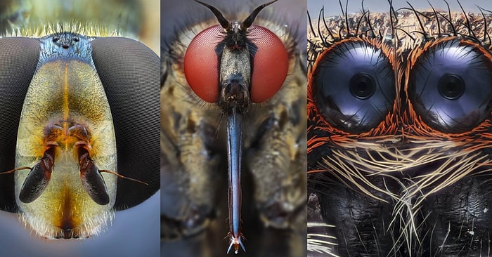 Doğadaki Canlıları Mikro Kamerası ile Fotoğraflayan Emre Can Alagöz'ün Çalışmalarına Bayılacaksınız!