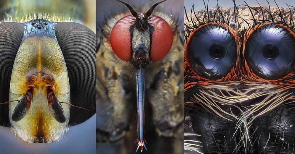 Doğadaki Canlıları Mikro Kamerası ile Fotoğraflayan Emre Can Alagöz'ün Çalışmalarına Bayılacaksınız!