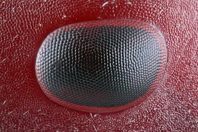 Bir sürü baloncuk gibi gözüken şey aslında bir karıncanın gözü.